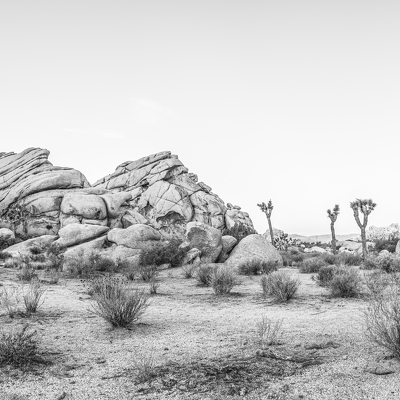 Joshua Tree